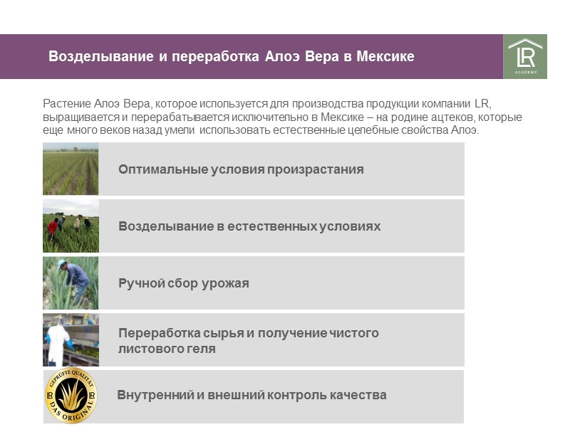 Возделывание и переработка Алоэ Вера в Мексике Растение Алоэ Вера, которое используется для производства Возделывание и переработка Алоэ Вера в Мексике Растение Алоэ Вера, которое используется для производства